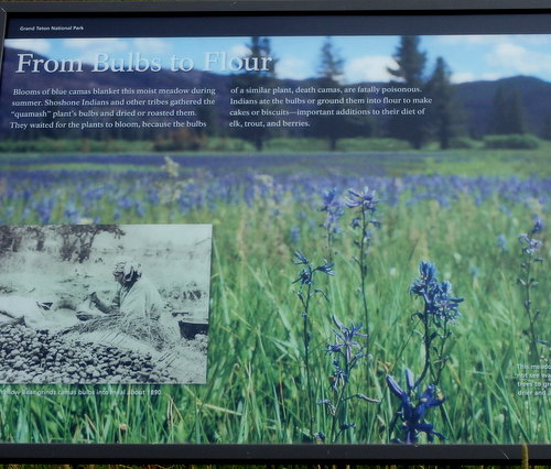 GDMBR: About Camas Flowers and their use as flour by Native Americans.